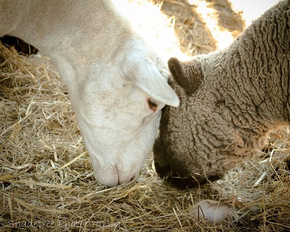 Sheep Photography Wool Friendship Rustic Nursery French Country Decor Baa Baa Black Sheep Barnyard Fall Autumn, 8 x 10 Fine Art Print