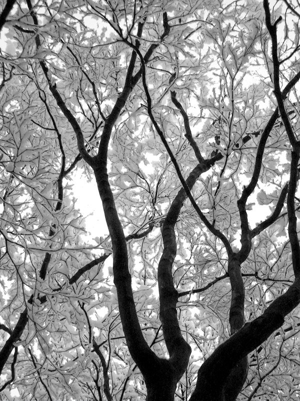 Tree and Snow Art Photography Print - winter landscape wall art decor "Snow Tree Canopy" / custom sizes and canvas wraps available