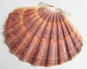 Beach Decor - Seashell - Large Flat Mexican Shell for Beach Weddings, Decor or Crafts