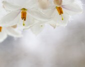 White on White, Frozen Flowers, Snow, Winter,  8 x 10 Photography Art Print