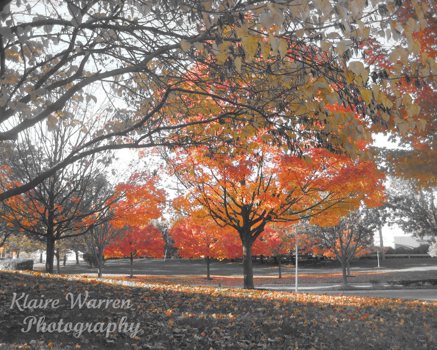 Fall Scene, McLean, Virginia Photography Print By Klaire Warren 8X10 Matted 11X14 Inspirational Artwork for the Home