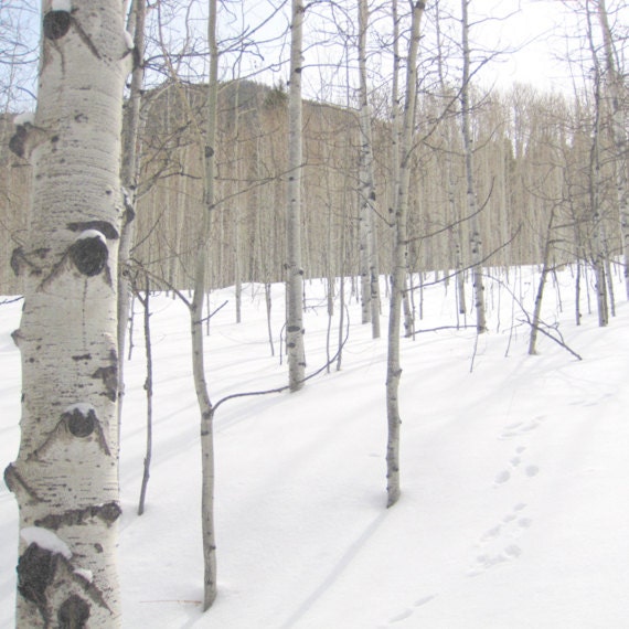 White Wall Decor 8x8, Winter Landscape Photography, Christmas Decor, Cabin Art, Rustic Snow Nature Picture, Woodland Photo, Aspen Colorado