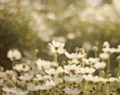 Dreamy Flower Photography, Daisy Photograph, Baby Girl Nursery Decor, Rustic White Green Photo, Summer Garden Art Photography Nature