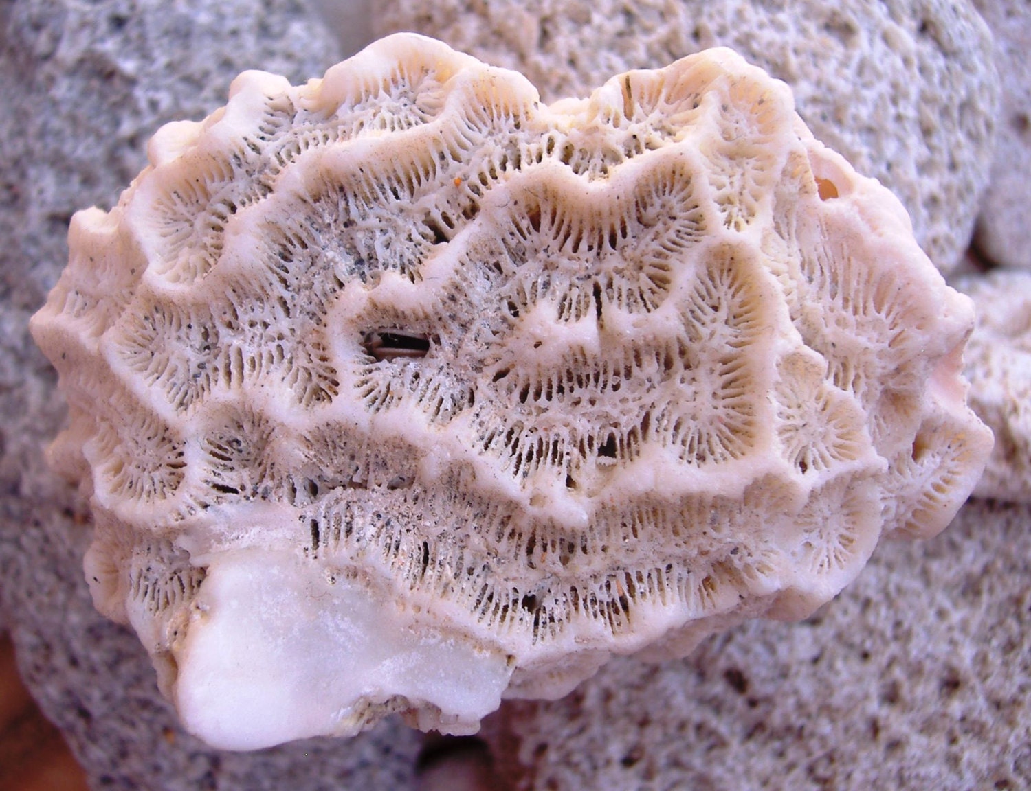 Medium White Natural Coral Frag Piece - Florida - Under 10