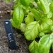 Chalkboard Garden Markers Herb Stakes SET OF 3- Black Stoneware by RossLab, white heart garden decor