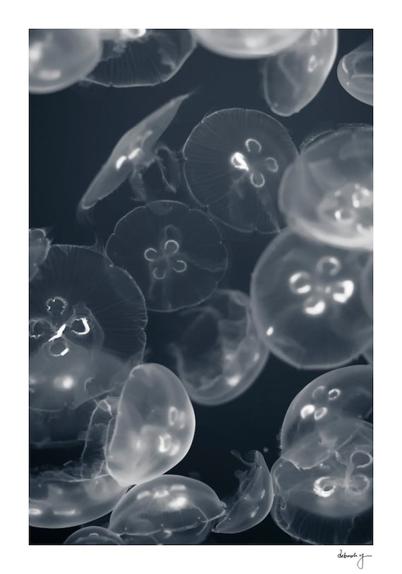 Jellyfish Photo - Blue, White Jellies, Sea life, Jelly, Fish, Seaside Decor, Buy One Get One Free, Underwater Art, Luminous Embrace