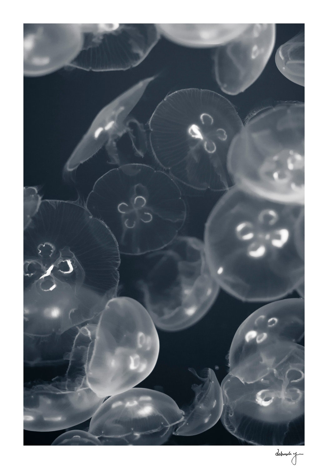 Jellyfish Photo - Blue, White Jellies, Sea life, Jelly, Fish, Seaside Decor, Buy One Get One Free, Underwater Art, Luminous Embrace