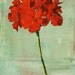 Red Flower Still Life Painting, Original Oil on Wood Panel, 8x10 inch Fine Art