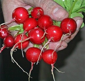 Organic Heirloom 300 Seeds Bulk Cherry Belle Radish Radishes Red Vegetable Heirloom F41
