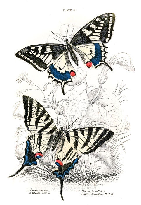 Amazing Butterflies, vintage illustration printed on Parchment paper, Nursery Room decor, Educational plate. Buy 3 and get 1 FREE