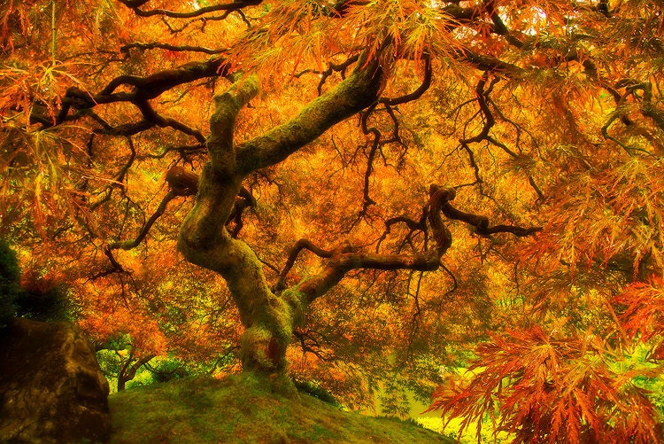 Photography, fine art, tree art, home decor, "Wild Fire"
