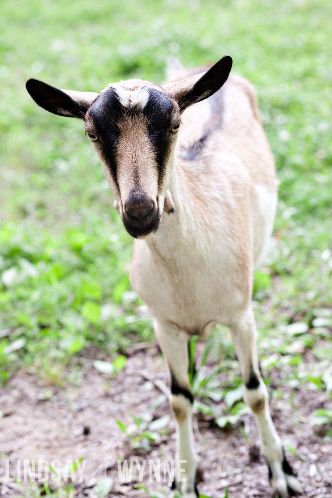 Nigerian Pygmy Goat