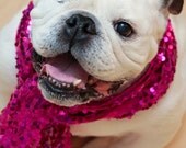 English Bulldog wearing a sequin scarf - Dog Photo - Fine Art Photography - Piper Stone - 5x7