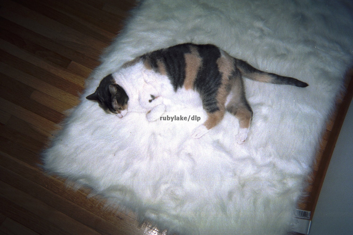 calico cat cat on a rug cat calico cat photography calico