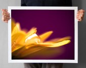 Chrysanthemum Macro Photograph 16x20, Autumn Mum Flower Home Decor, Chrysanth Macro Photography, Petals Waterdrops, Gift for her