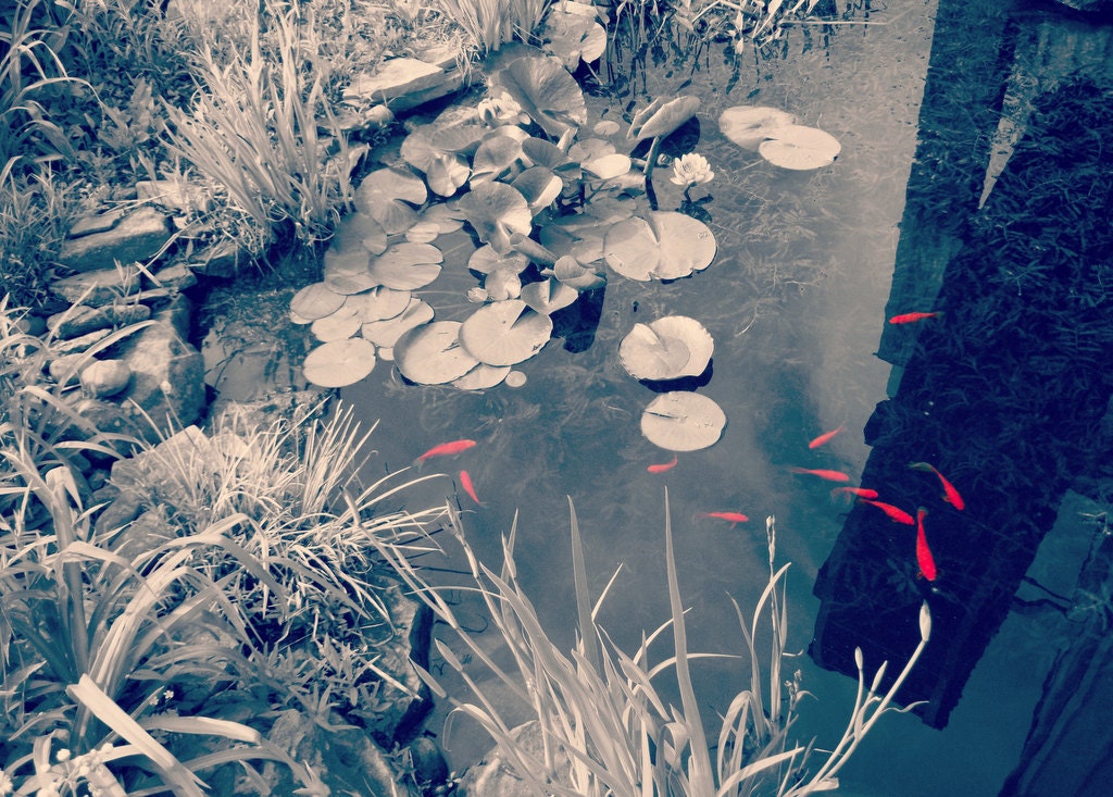 Original Photography Print 5x7 Abstract Koi Pond Goldfish Lily Pad Windmill Unique Color Variation Fine Art Print