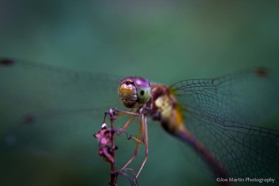 12x18 Lustre fine art print. Dragon Fly macro close up wall hanging, macro, Office art