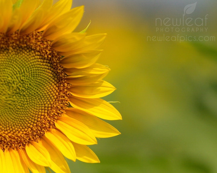 Nature Photography, botanical print, Sunflower portrait, yellow and green, gifts for her, 8x10 photograph