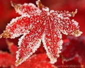 Nature Photography, Japanese Maple Leaf in Fall, red and white Botanical print, 8 x 10 fine art print
