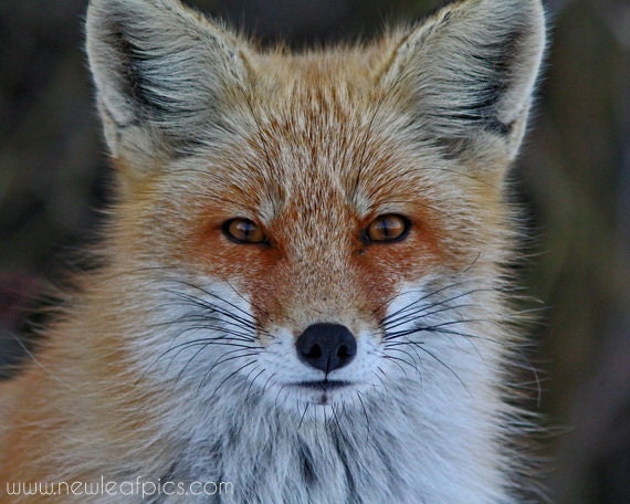 Animal Photography, Red Fox photograph, brown and orange 8x10 nature photo