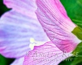 Pink Wildflower, Fine Art Photography, Spring Decor, Hot Pink, Purple, Nature, Colorful, Bright, Vivid, Blossom, Macro, Beautiful, 8x12