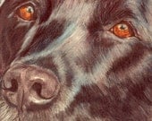 Labrador Black Close-up Dog Art Print: Fine Art Giclee Signed by Deb Gardner - 8x10