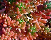 Sedum Succulents, Succulent plants, SEDUM Stonecrop Aurora, or "JELLY BEAN", 4 inch pot