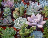 50 SUCCULENT PLANTS, Wedding Favors, Vertical Wall Art, Vertical garden, Boutonnieres, Wreath, Bridal Bouquet