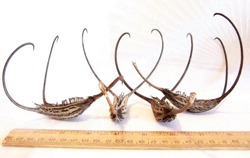Devils Claws Seed Pods: Art & Craft Supplies, set of 4 Devil's Claws - DC0002