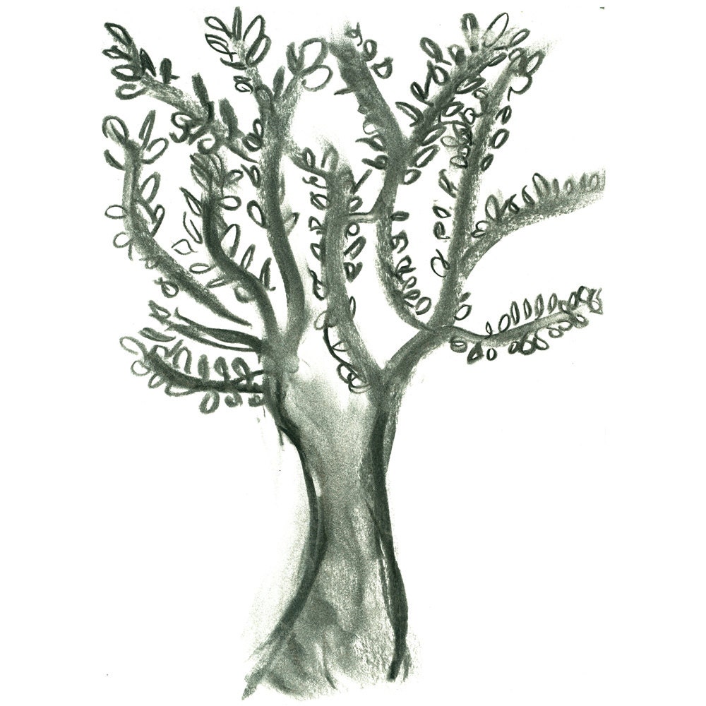 Olive Tree Drawing