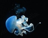 Jellyfish Photography Print, Underwater Ocean Photograph Photo 8x10, Sea Art
