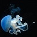 Jellyfish Photography Print, Underwater Ocean Photograph Photo 8x10, Sea Art