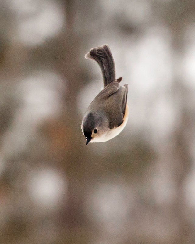 Bird Photography: The Art of Staying Aloft No. 10 Tufted Titmouse (Baeolophus bicolor)
