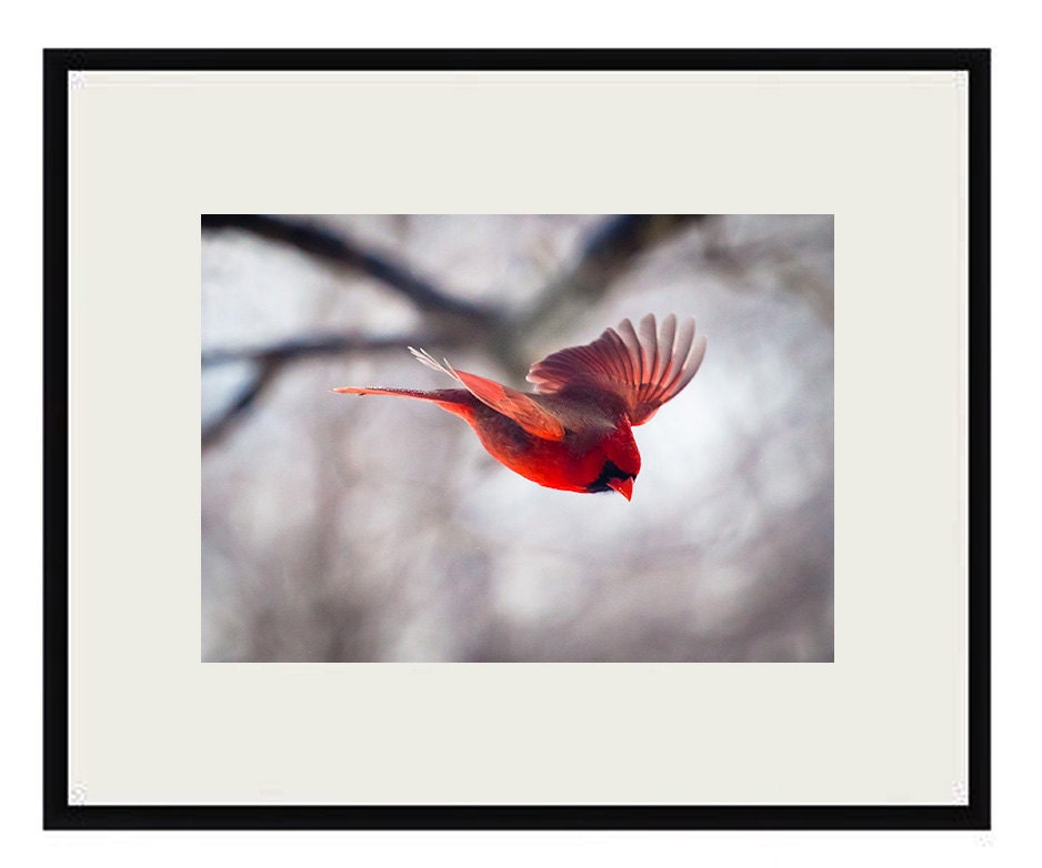 Bird photography: The Art of Staying Aloft No.1   Northern Cardinal (Cardinalis cardinalis)