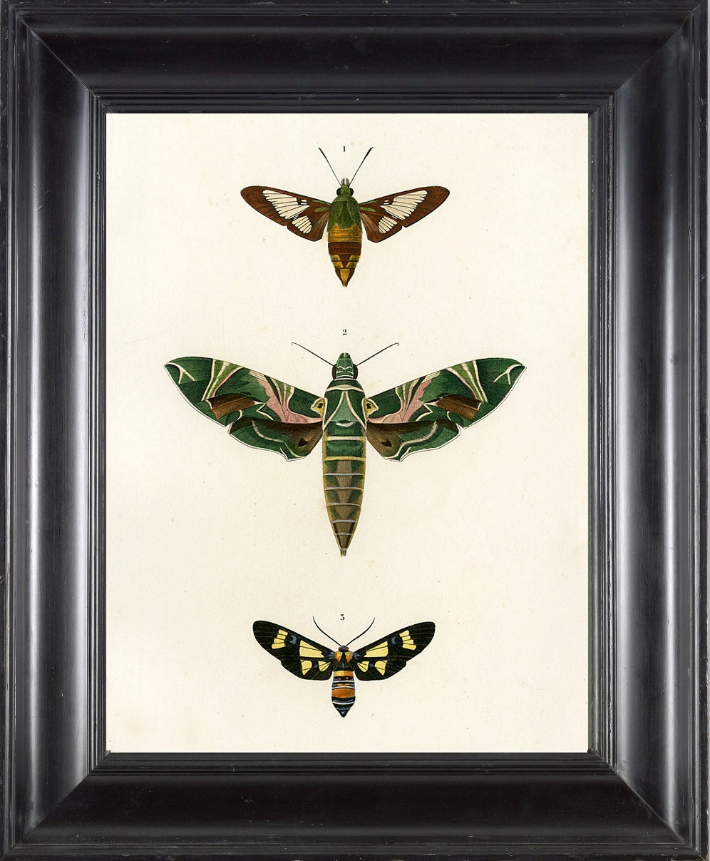 BUTTERFLY PRINT D'Orbigny 8x10 Botanical Art Print 8 Beautiful Antique French Butterflies Natural History Garden Nature Illustration