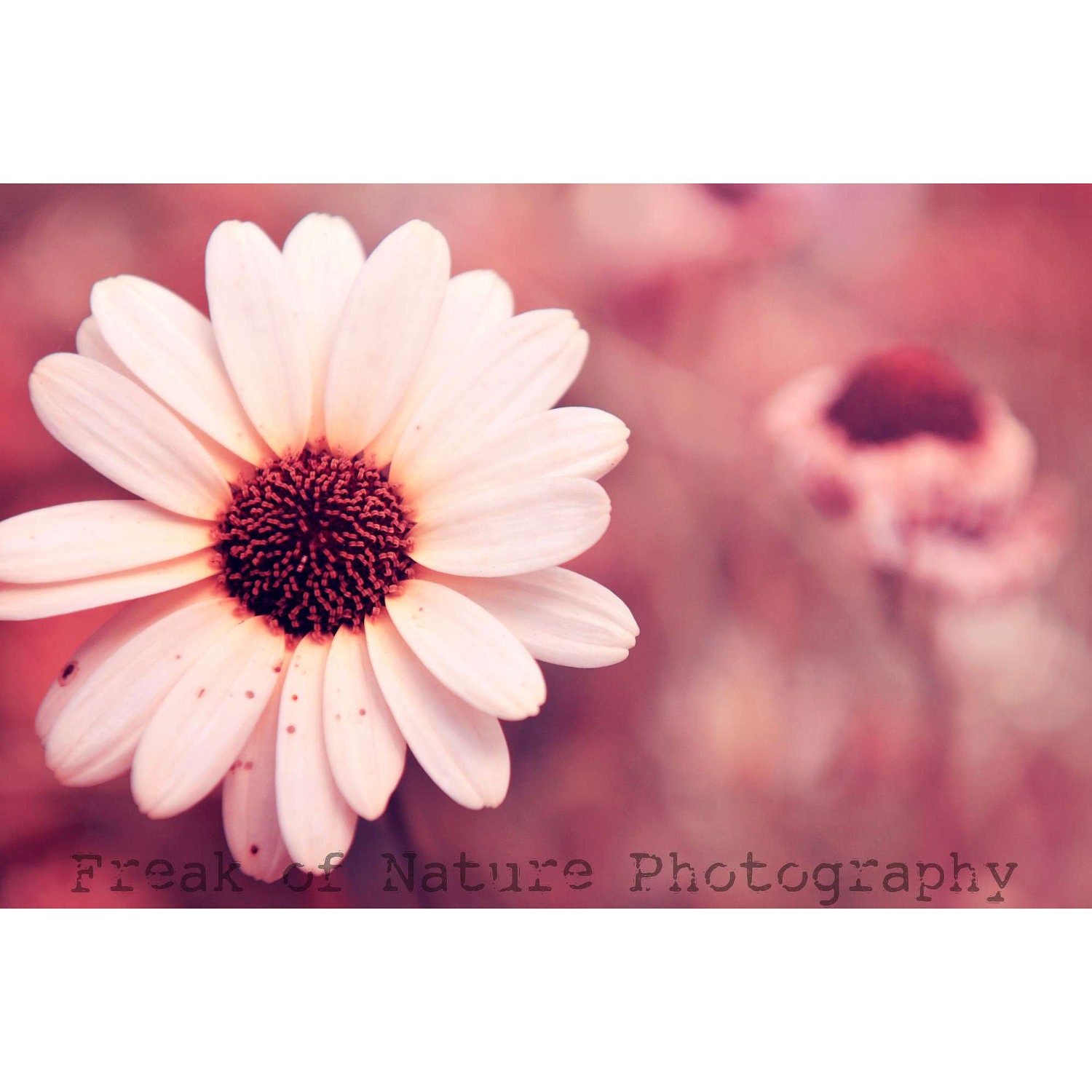 Fine Art Photography White Flower Daisy Pink Surreal Bokeh - 11x17" - Printed to Order