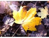 Fine Art Photography Leaf Yellow Sunshine Woodland Autumn Leaves Purple - 11x17" Printed to Order