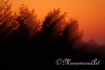 Copper Forest 2., Sunset Photo, Living Trees, Fine Art Photography, 12x7.88"
