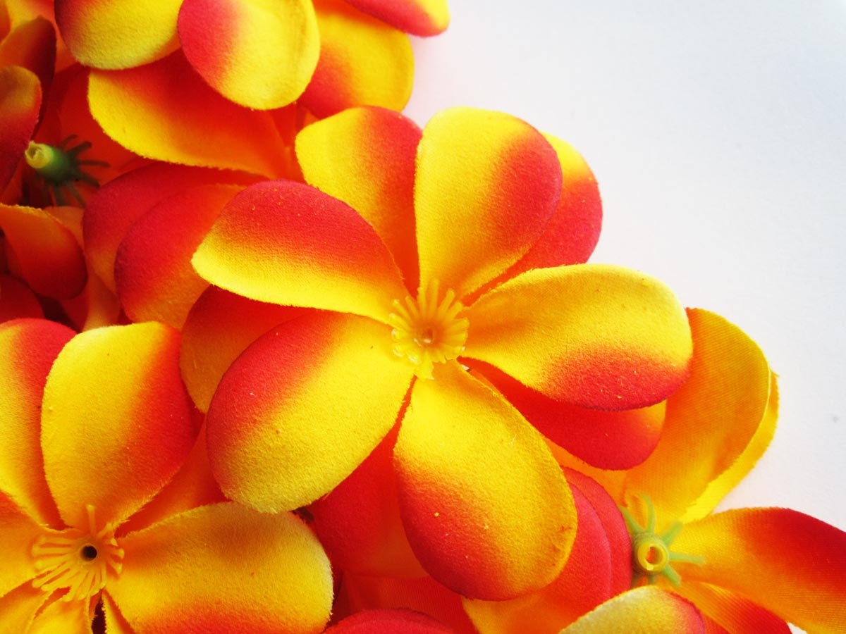 Yellow Plumeria