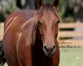 High definition photography of an amazing horse. I think he is looking at us.