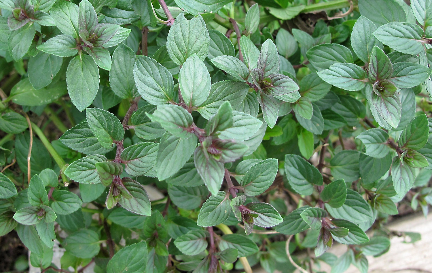 Chocolate Mint Herb, Seeds, Perennial, Hot & Cold Beverages, 10 Seeds