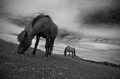Horse photo, black and white fine art photography, animal print, icelandic horses, 18 x 12, IN STOCK