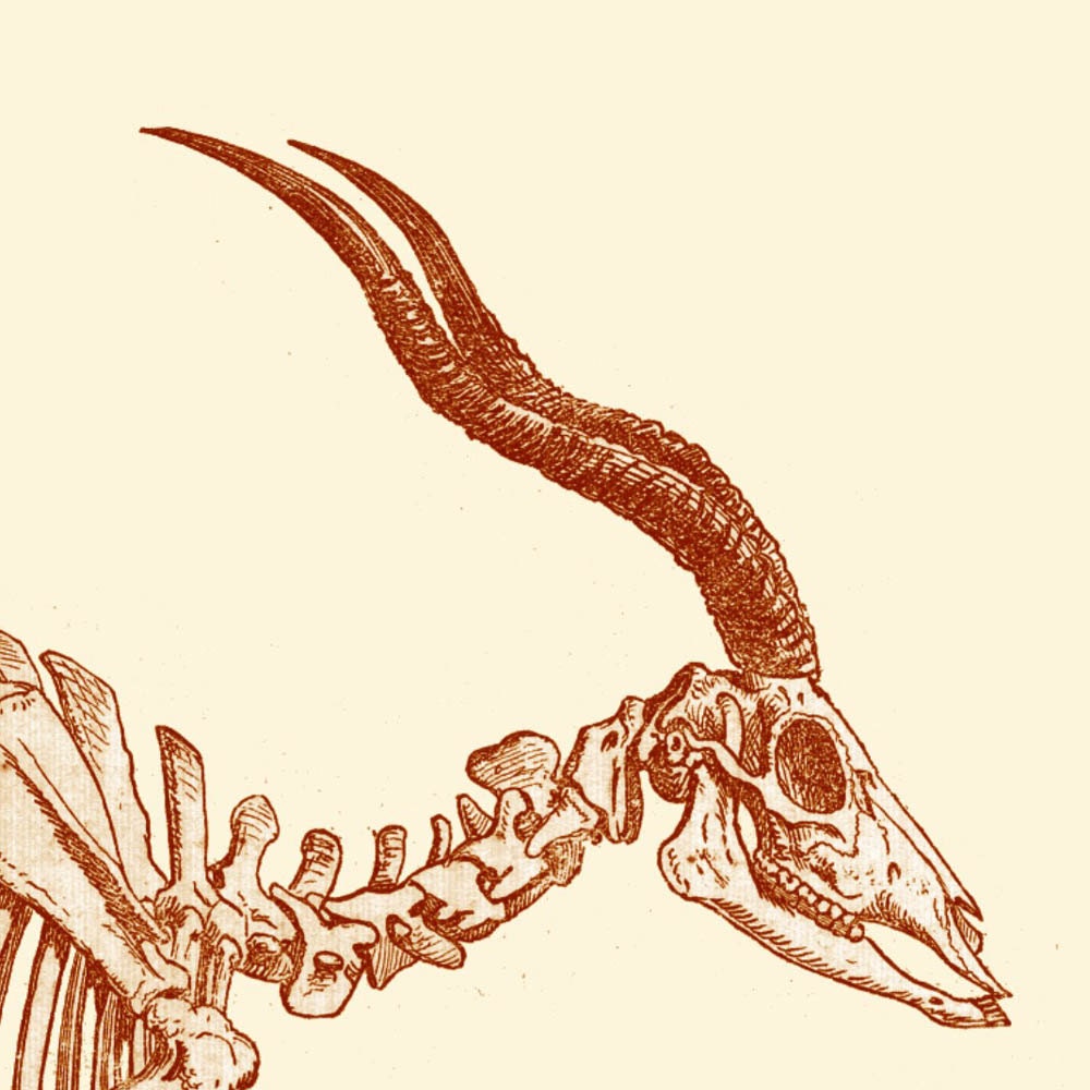 Antelope Skeleton  Digital Print /Antique Illustration / Home Decor / wall Art