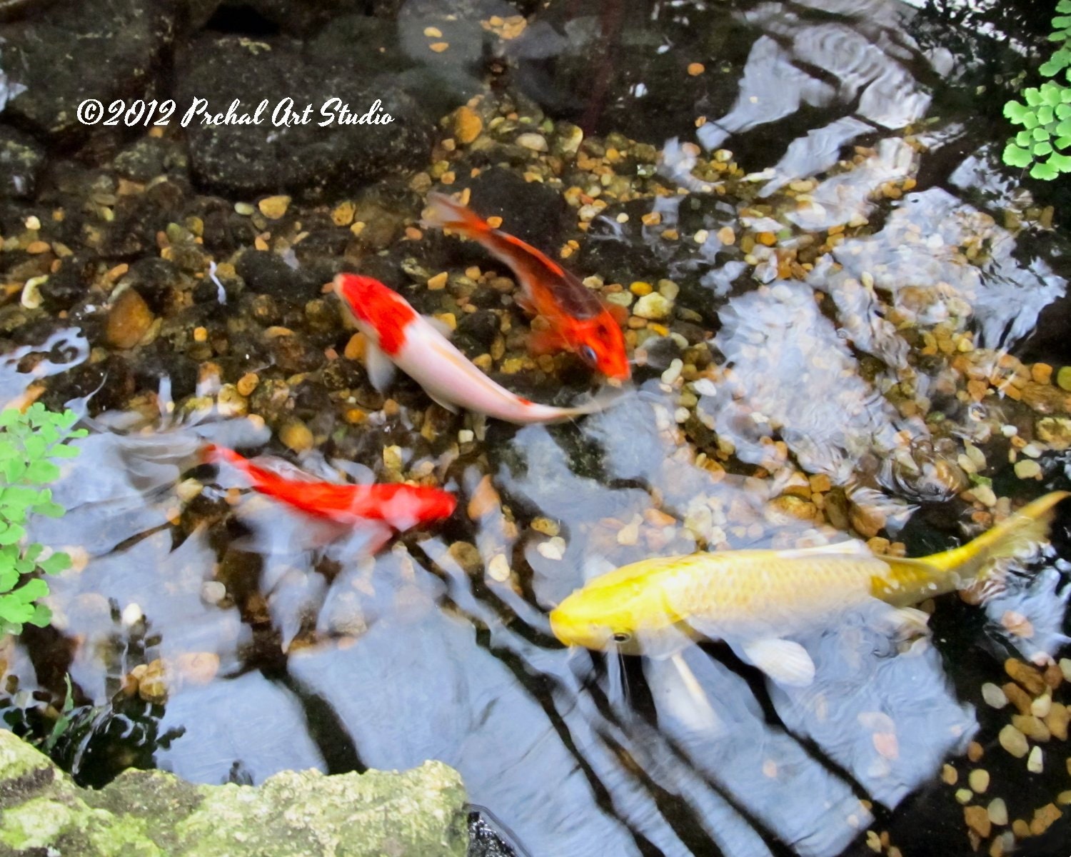 Koi Photo, Fish Photo, Nature Photography, Colorful Koi Pond Photo, 8x10 Print by Nacene Prchal