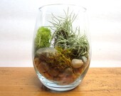 Terrarium in Modern Clear Glass Vessel  Beautiful Mixed Moss and Air Plant Terrarium Green Gift Moss Tabletop Garden