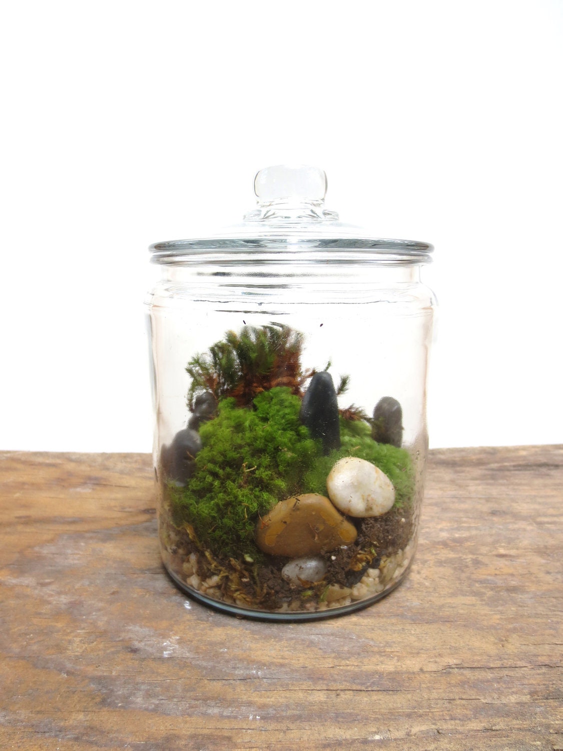 A Perfect Green Little World....Terrarium, Vibrant Moss Terrarium Indoor Garden Apartment Glass Terrarium Garden Live Moss Terrarium Green