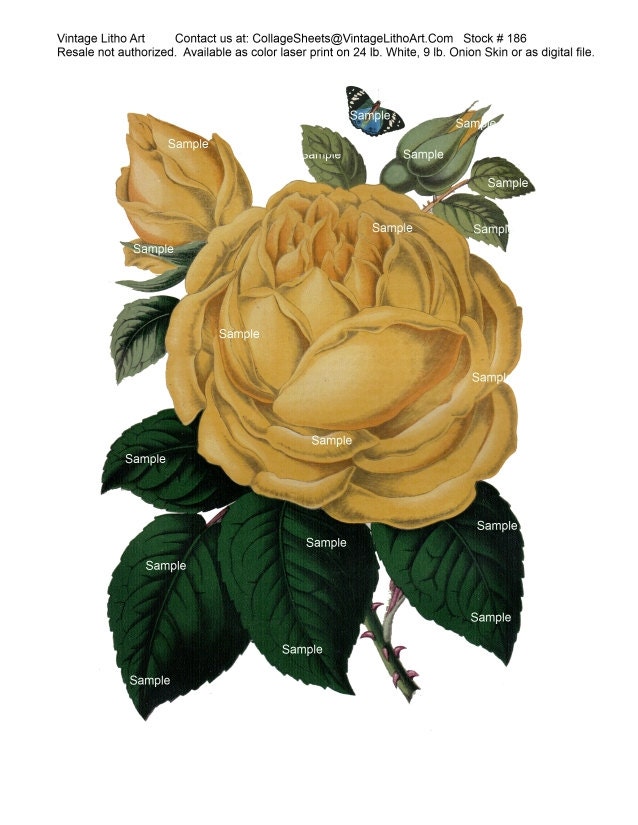 Digital Collage Sheet(186) - Vintage hand painted lithograph of Yelloow Rose - VintageLithoArt