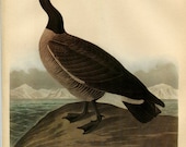 Old 1941 Antique Vintage Book JOHN JAMES AUDUBON Birds of America Bookplate of Water-color Painting Plate Hutchins Goose 277