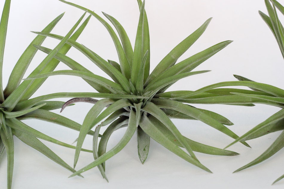 Tillandsia Velutina -- Air Plant