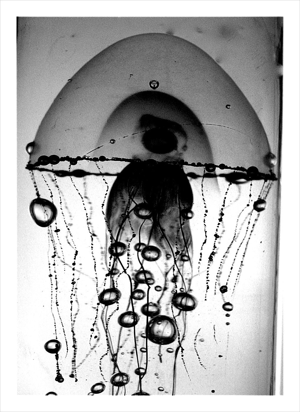 Animal Bodies B&W - 5x7 - Surreal - Fine Art Photograph Wall Print Giraffe Porcupine Jellyfish Black and White Autumn Fall